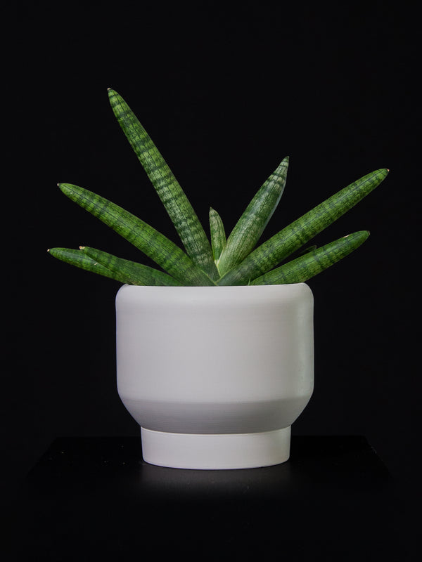 Sansevieria / Cylindrica var. Patula Boncel