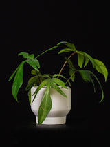 Philodendron / Florida Ghost