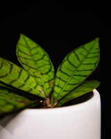 Hoya / Callistophylla