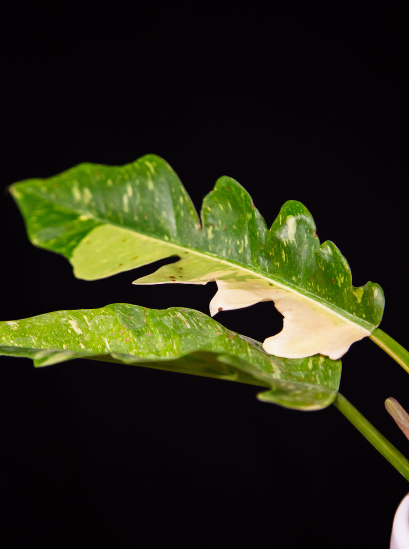 Philodendron / Ring of Fire