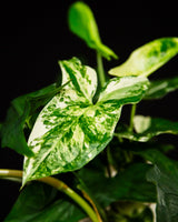Syngonium / Podophyllum Albo Variegata