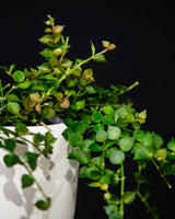 Dischidia / Ruscifolia