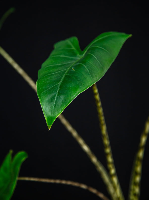 Alocasia / Zebrina