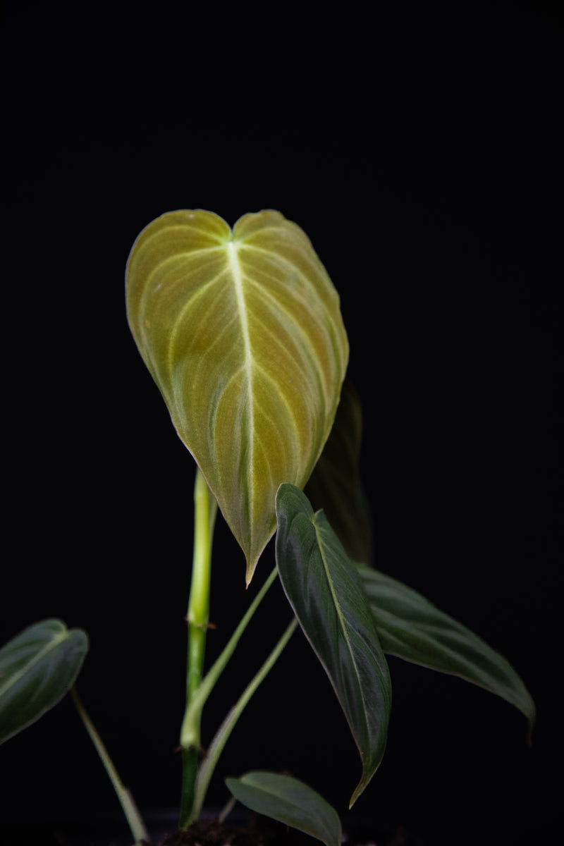 Philodendron / Melanochrysum