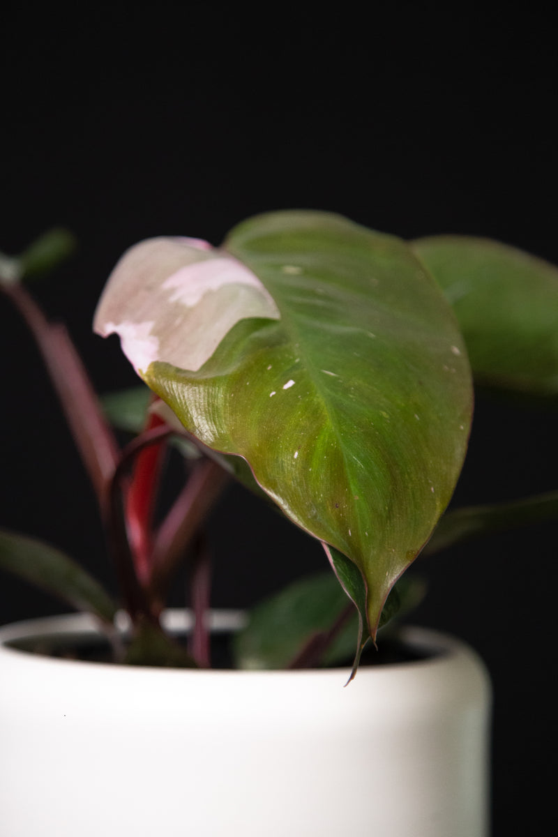 Philodendron / Erubescens “Pink Princess”