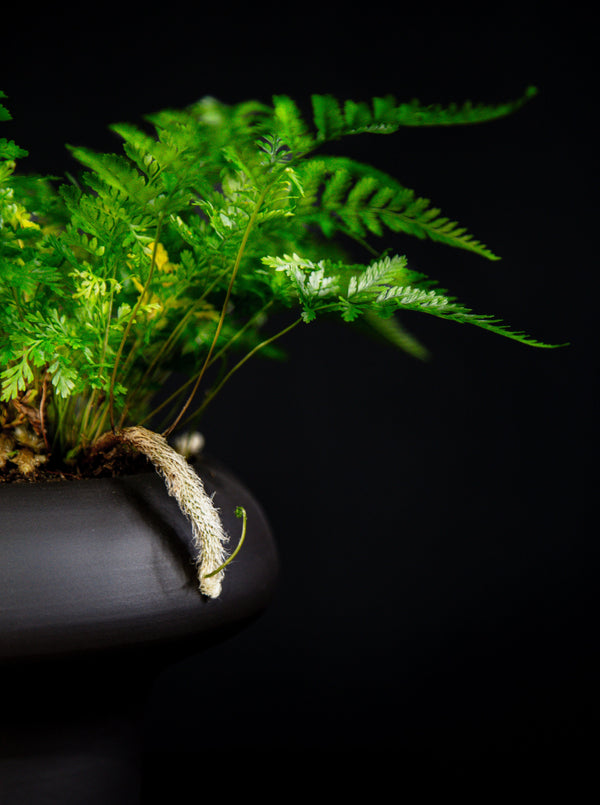 Fern / Rabbit Foot