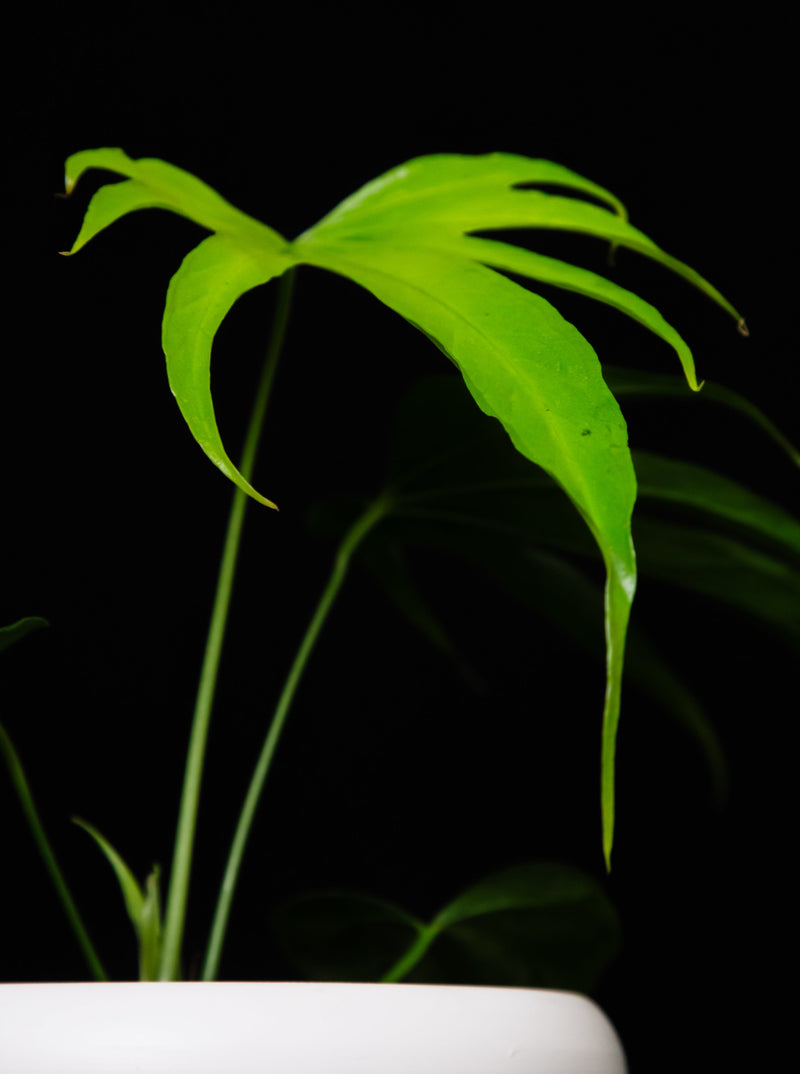 Anthurium / Pedatoradiatum