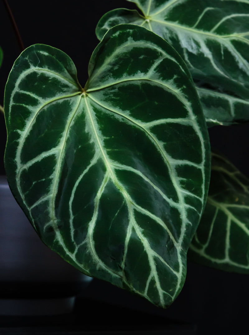 Anthurium / Crystallinum 'SKG Silver'