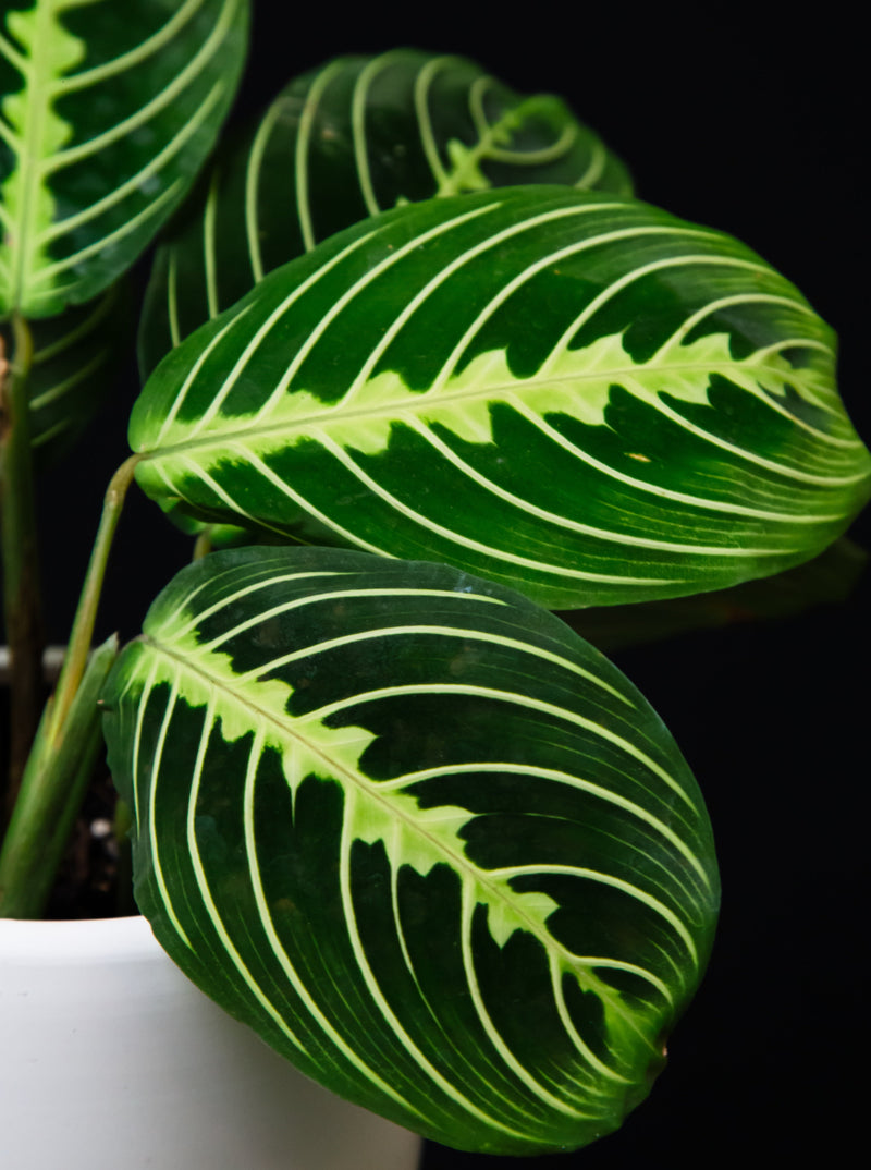 Maranta / Lime Prayer Plant
