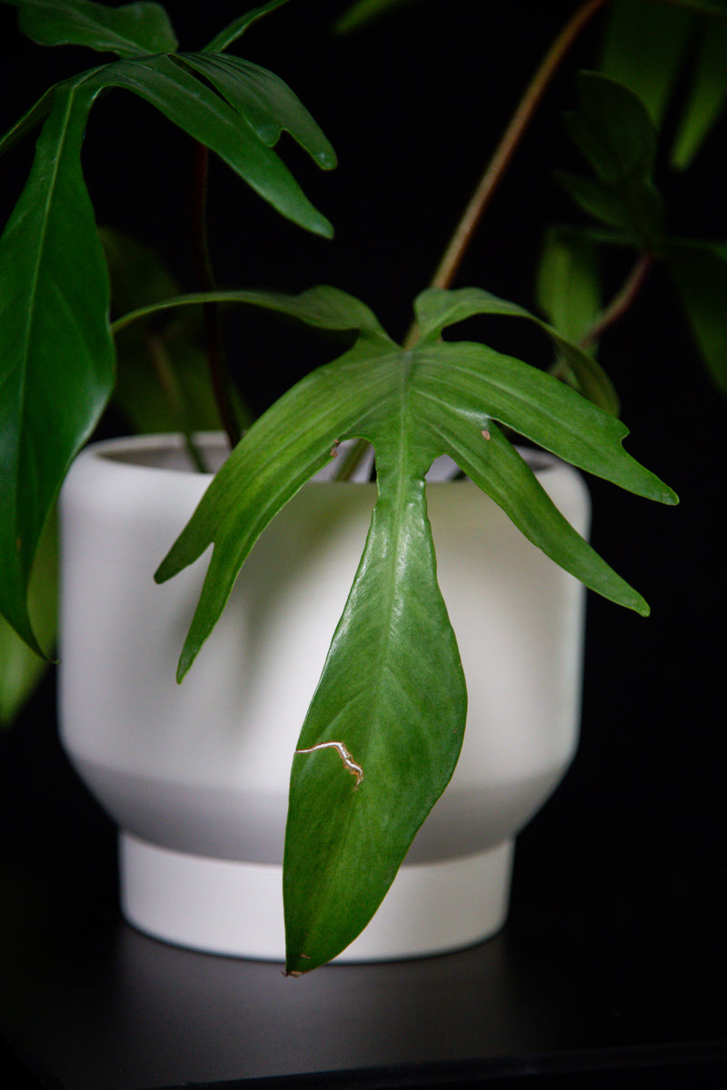 Philodendron / Florida Ghost