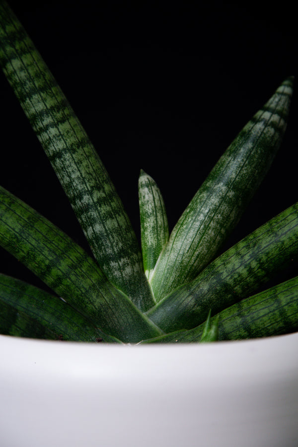 Sansevieria / Cylindrica var. Patula Boncel