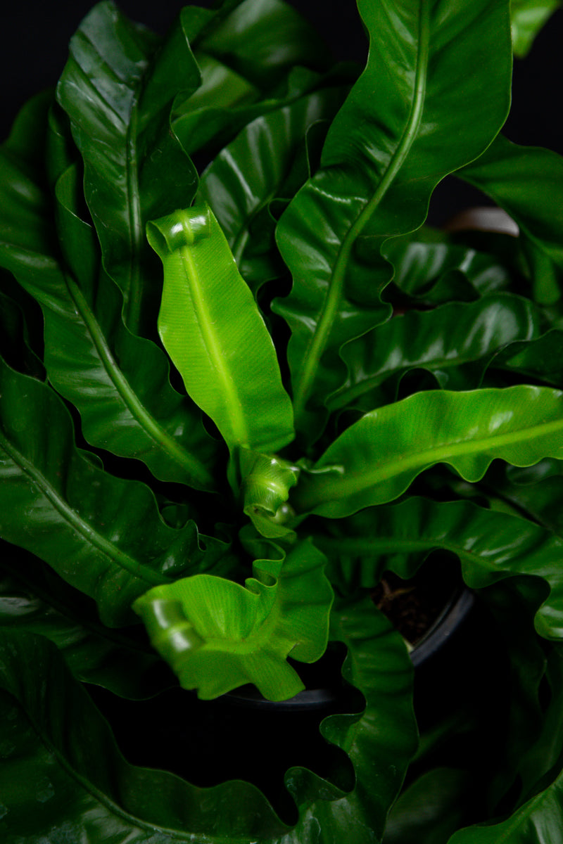 Asplenium / Nidus 'Hurricane'