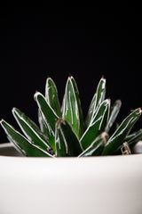 Agave / Victoria-Reginae