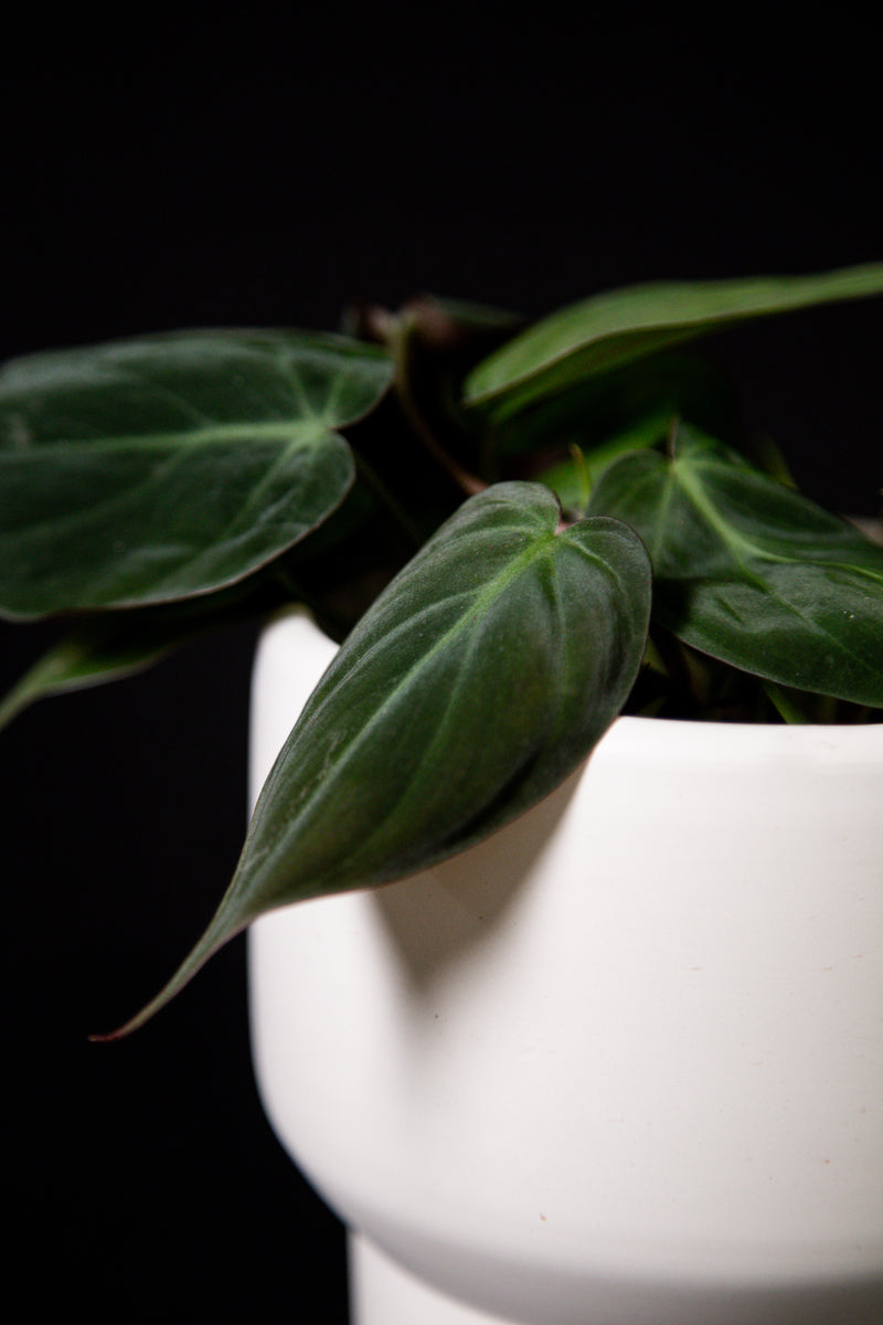 philodendron atlanta Philodendron / Micans – Flora/Fauna