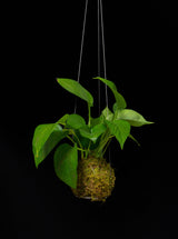 Kokedama / Small