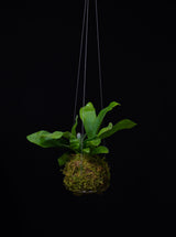 Kokedama / Small