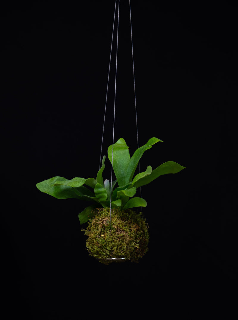Kokedama / Small