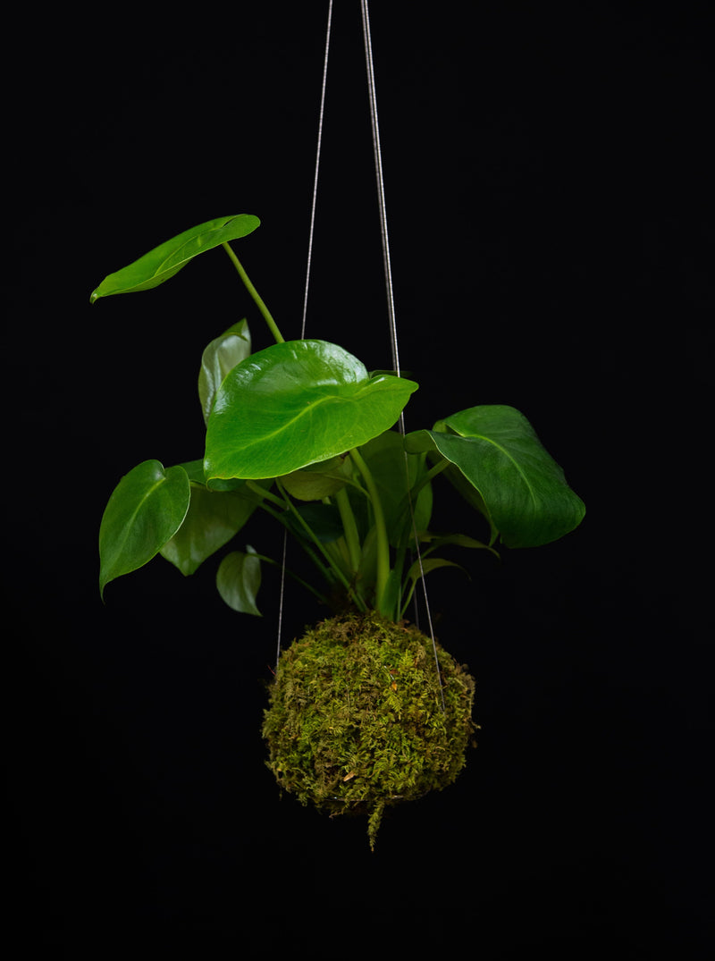 Philodendron 'Brasil' Kokedama Moss Ball Hanging Plant