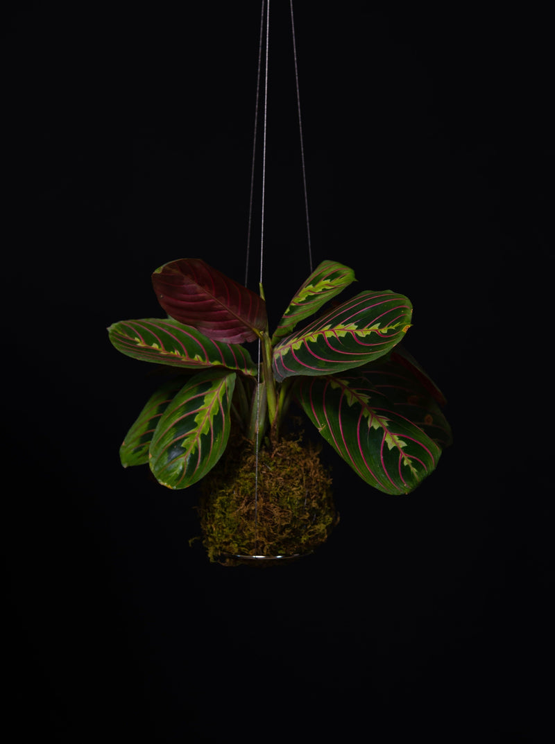 Kokedama / Small
