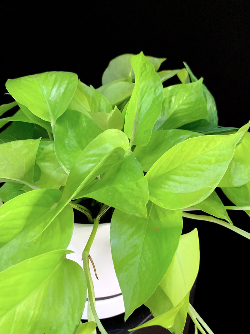 Pothos / Neon