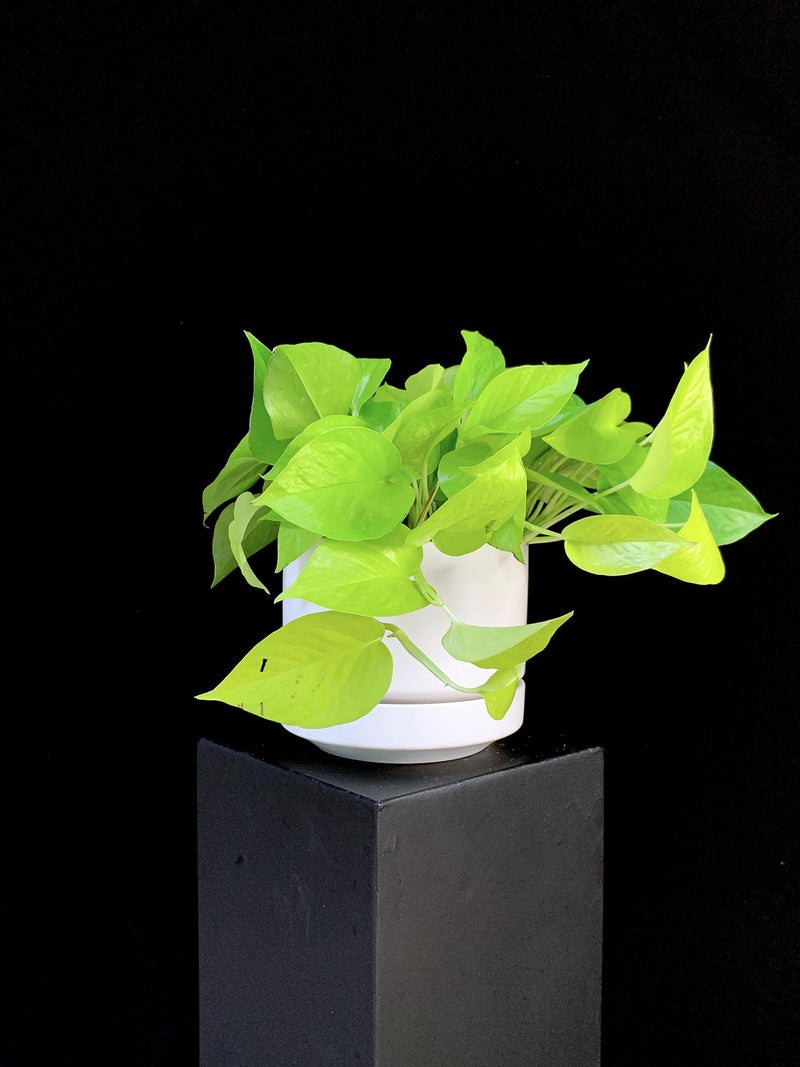Pothos / Neon