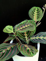 Maranta / Red Prayer Plant