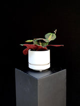 Maranta / Red Prayer Plant