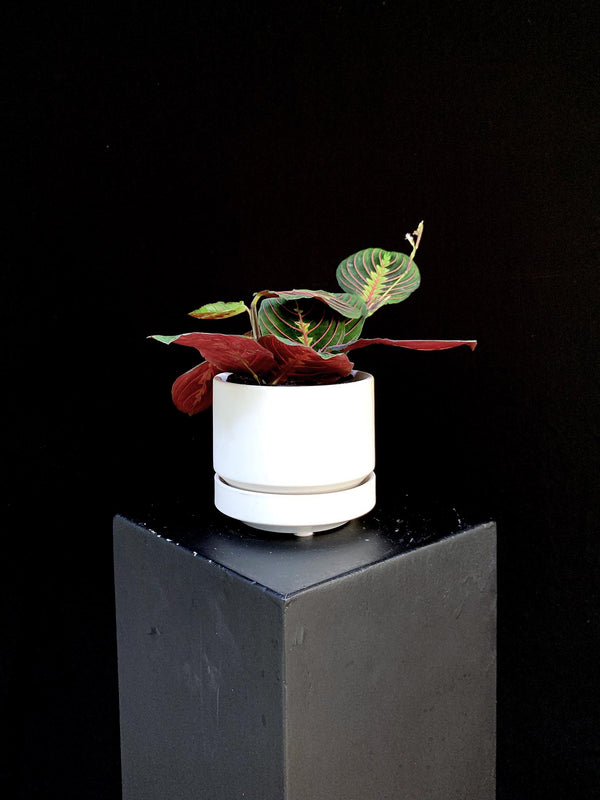 Maranta / Red Prayer Plant