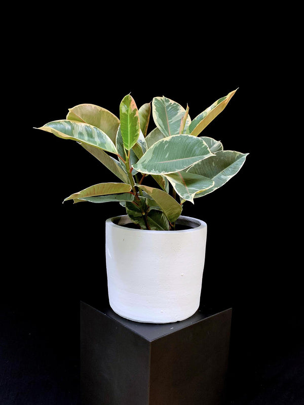Ficus / Tineke