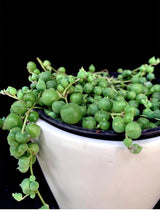 Senecio / Rowleyanus