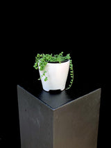 Senecio / Rowleyanus
