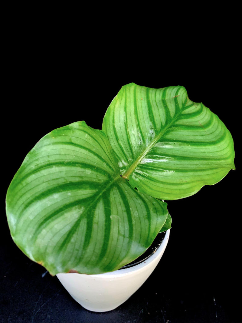 Calathea / Orbifolia
