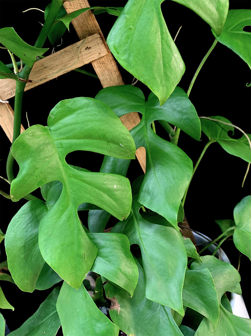 Raphidophora / Tetrasperma