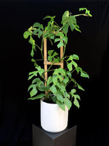 Raphidophora / Tetrasperma