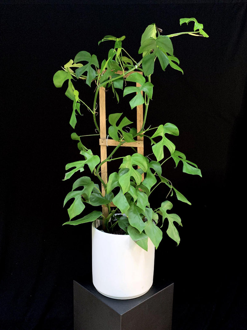 Raphidophora / Tetrasperma