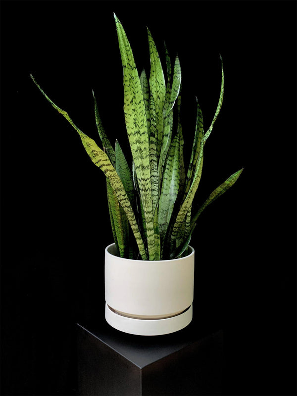 Sansevieria / Black Coral