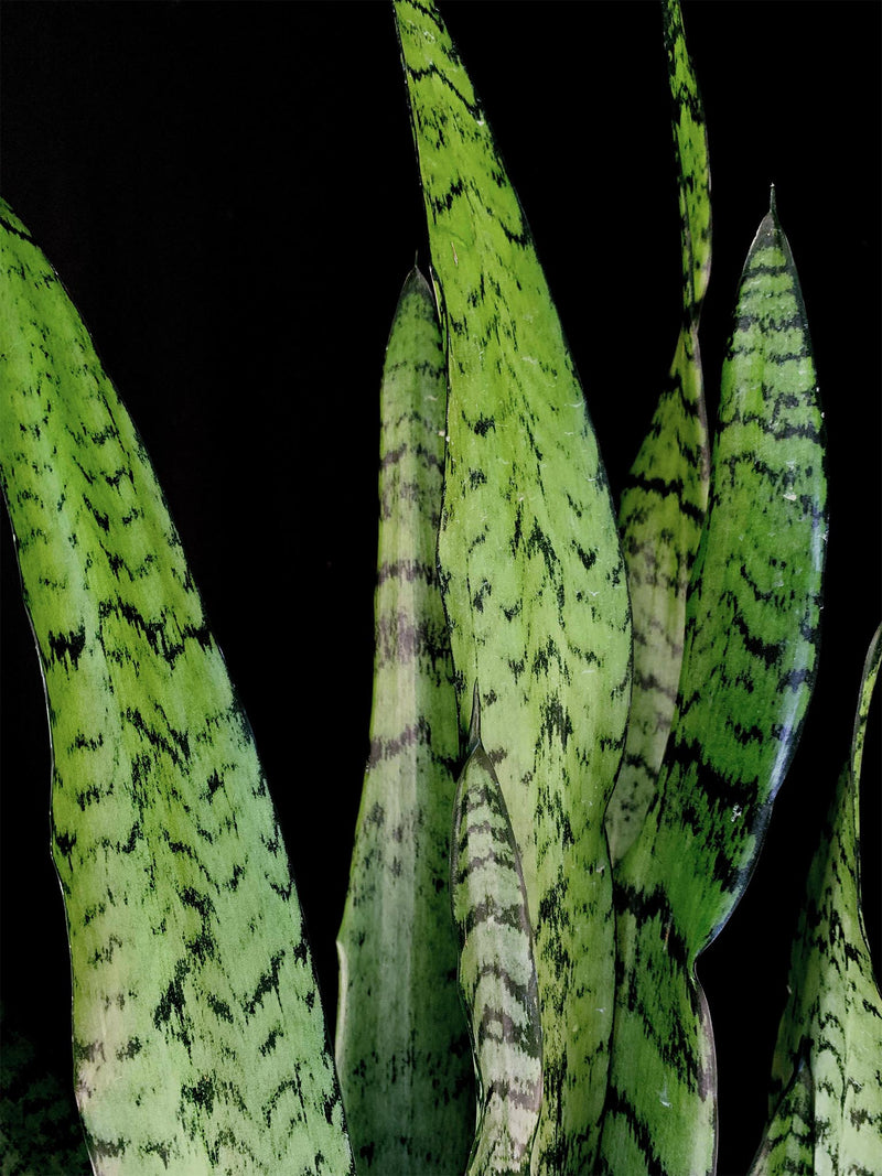 Sansevieria / Black Coral