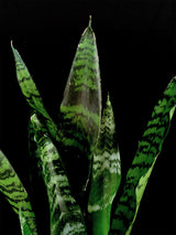 Sansevieria / Black Coral