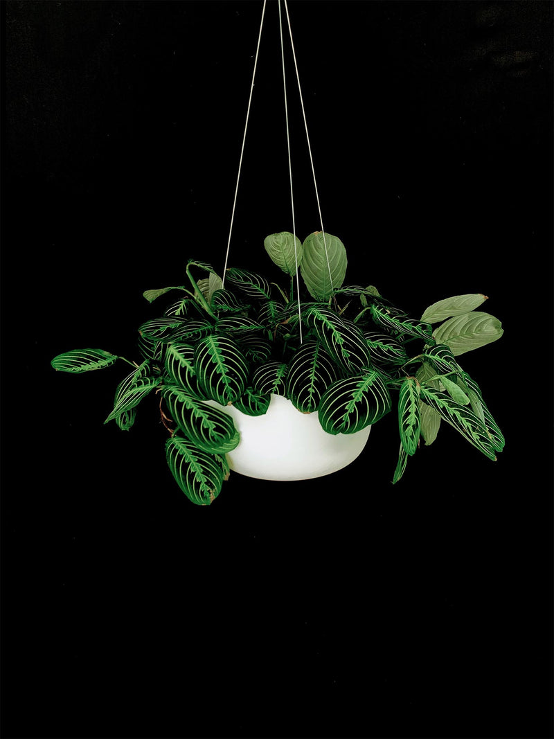 Maranta / Lime Prayer Plant
