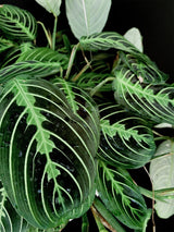 Maranta / Lime Prayer Plant