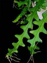 Selenicereus / Ricrac