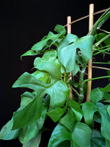 Raphidophora / Tetrasperma