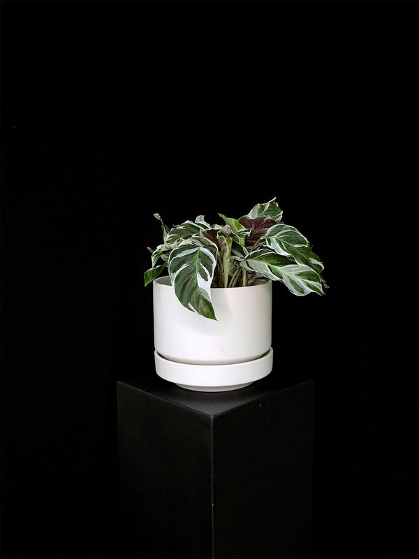 Calathea / White Fusion