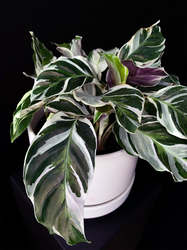 Calathea / White Fusion