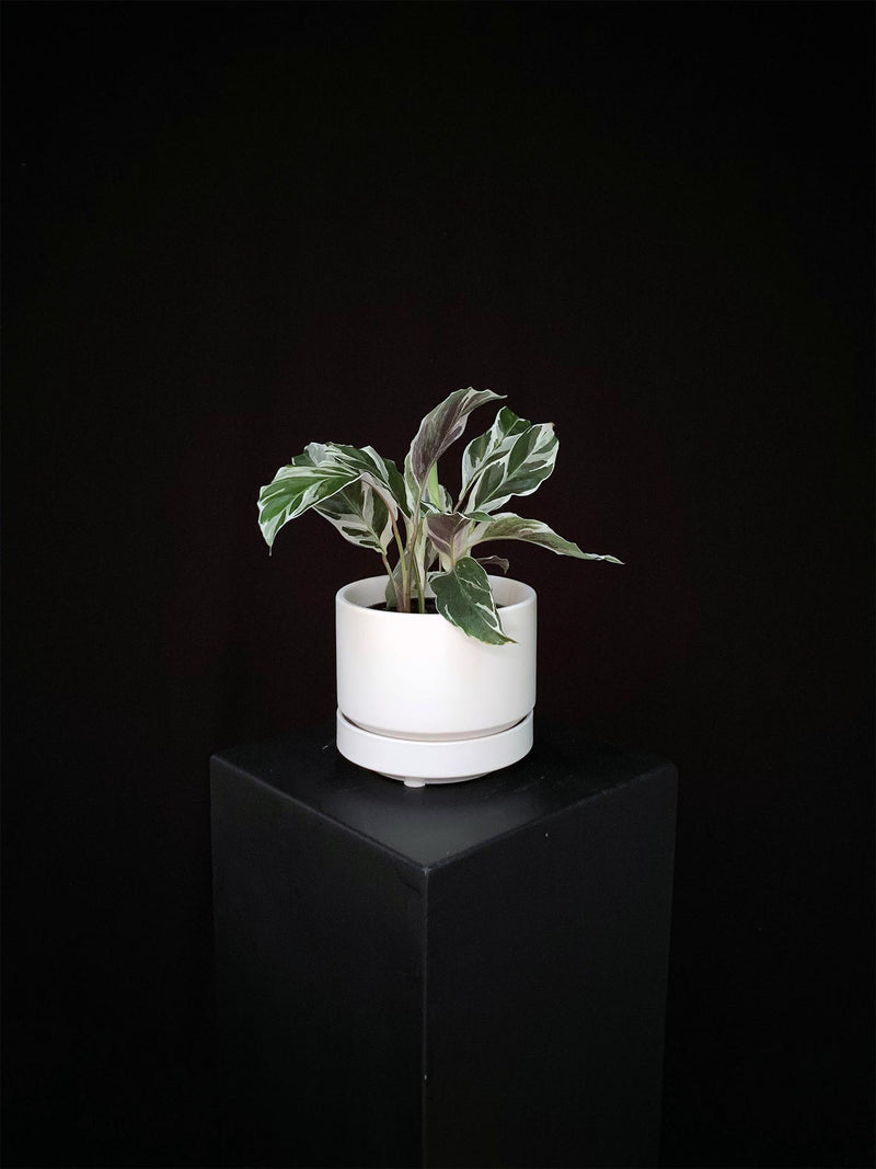Calathea / White Fusion