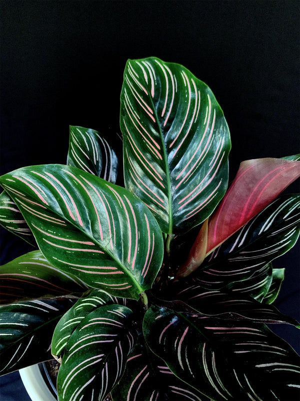 Calathea / Ornata