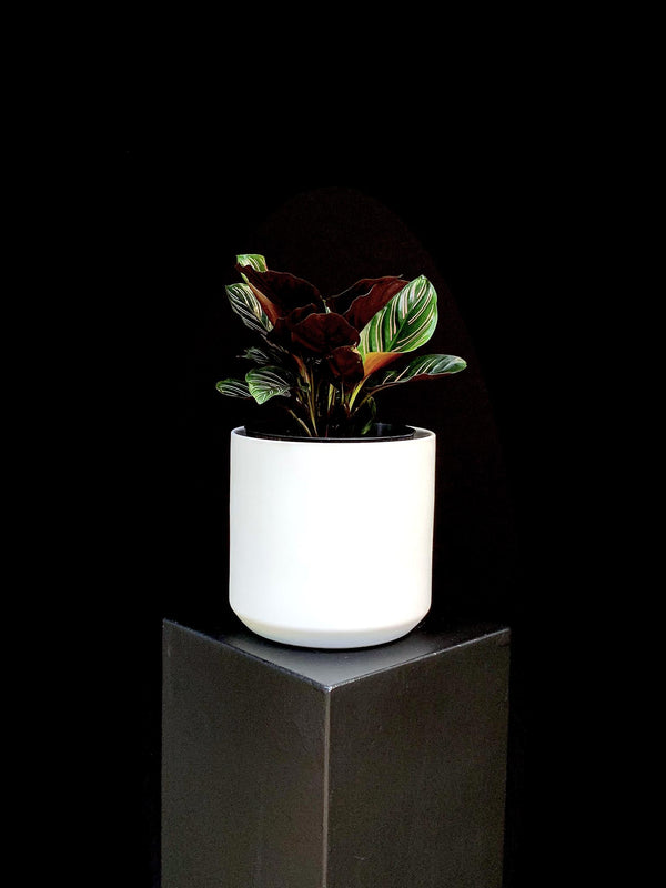 Calathea / Ornata