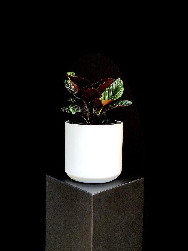 Calathea / Ornata