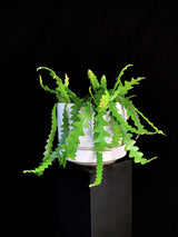 Selenicereus / Ricrac