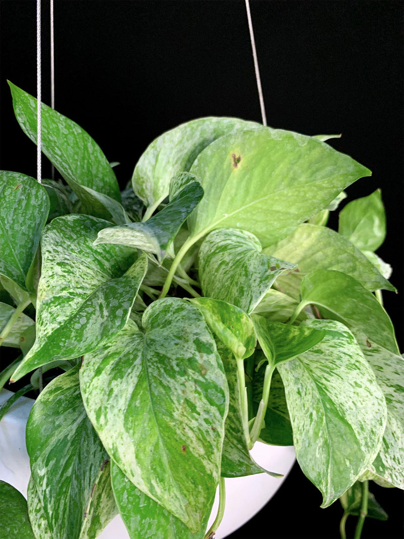 Pothos / Marble Queen